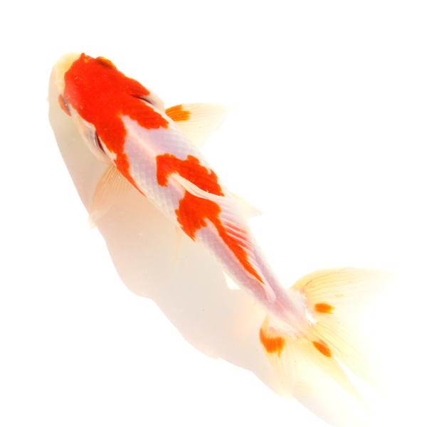 （国産金魚）一点物　更紗和金　荻野養魚場　１５ｃｍ±（１匹）