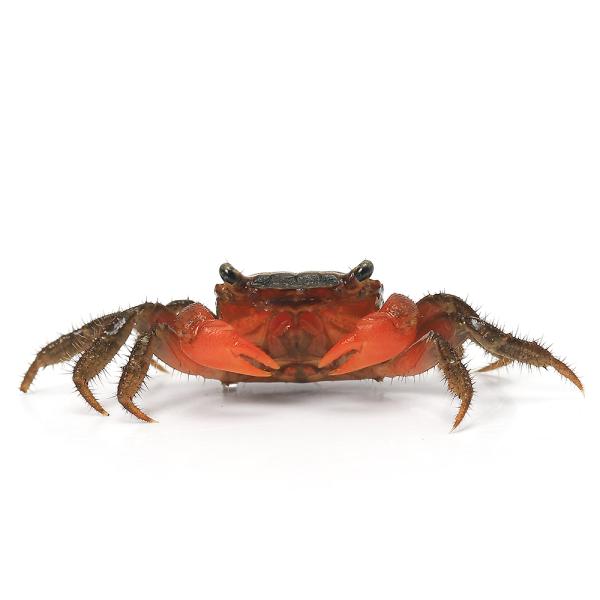 熱帯魚・エビ他　ザリガニ・その他生体　freshwatercrab　レッドクロウクラブ　Perisesarma bidens　20251127　NH