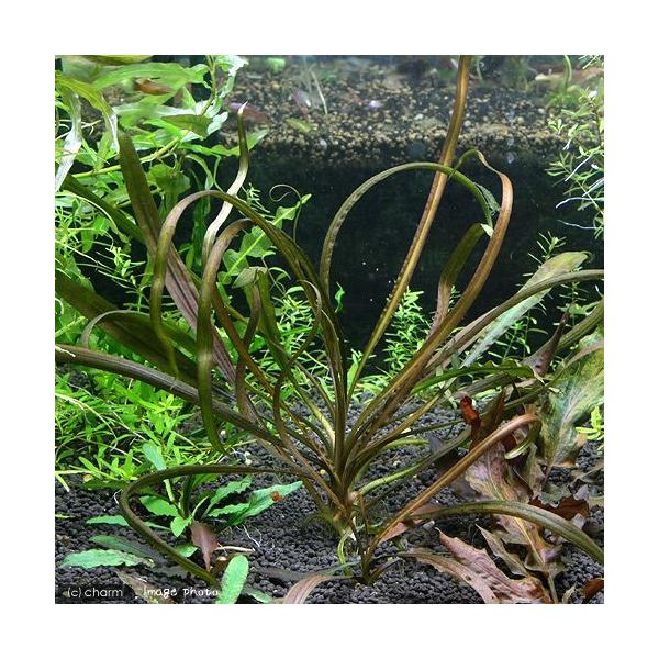 ijNvgRlDutb^[T@PgDY@^Cv`itji_jiPj@kCEBq֗vۉ