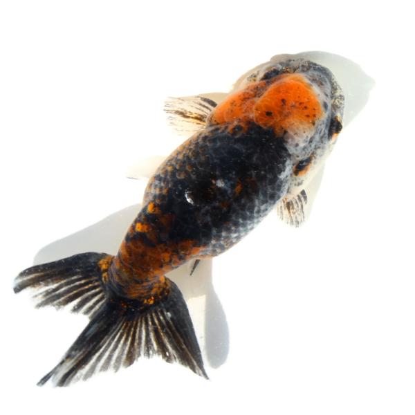 送料無料　江戸～明治期　銅製吊り金魚　古民具　希少・レアもの 国産金魚）一点物 五色江戸錦 14cm±（1匹） : チャーム charm