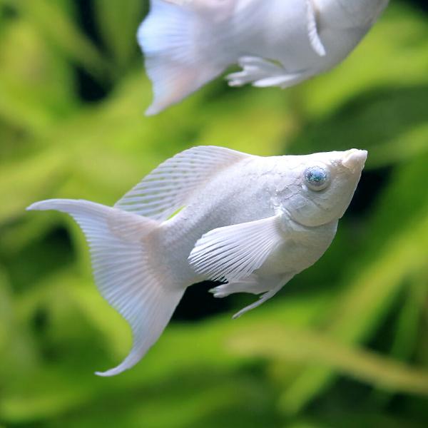 PF_SPQ　_aqua　熱帯魚・エビ他　プラティ・卵胎生メダカ　ソードテール・モーリー　ブルーアイプラチナホワイト　バルーンライヤーテールモーリー　１匹　メダカの仲間　ビギナーにオススメ　ビギナー小型向け生体　20251229　YY　y2...