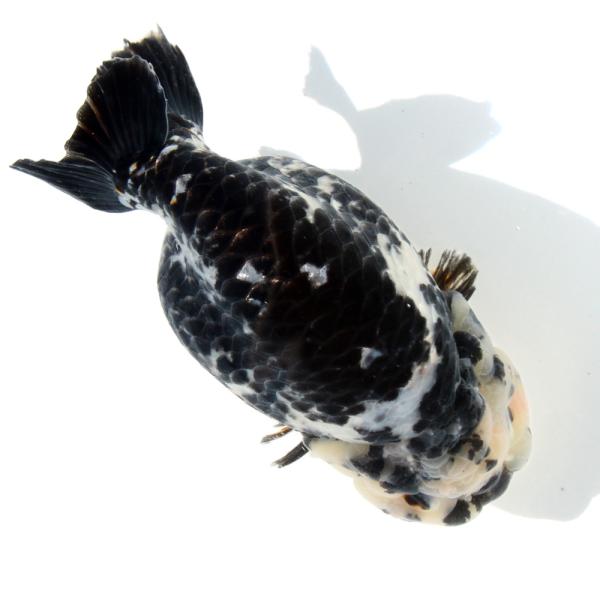 金魚）一点物 白黒らんちゅう 14cm±（外国産）（1匹） 北海道