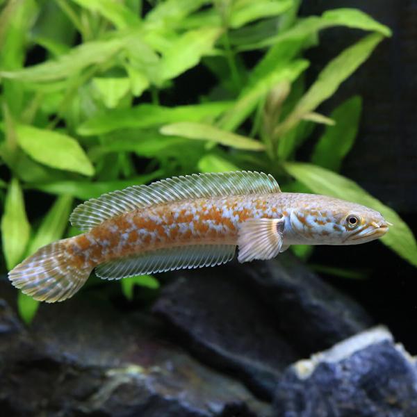入荷未定）（熱帯魚）チャンナ コッキネア（1匹） 北海道・九州航空便 