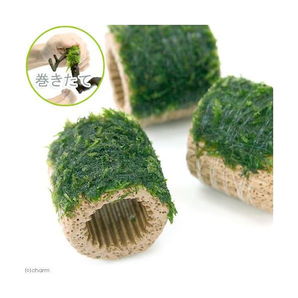 _wp　_aqua　熱帯魚　エビ他　ビギナーにお勧め　水草付き流木　エビ用水草　ウィローモスはこちら　ろ材素材はこちら　ライフモスグッズはこちら　ろ材素材小はこちら　CO2なしでも育つ水草　水草　all_plants　ウィローモス　2010...