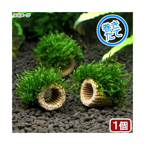 ijā@Ct}`ijt[Xi_jiPj