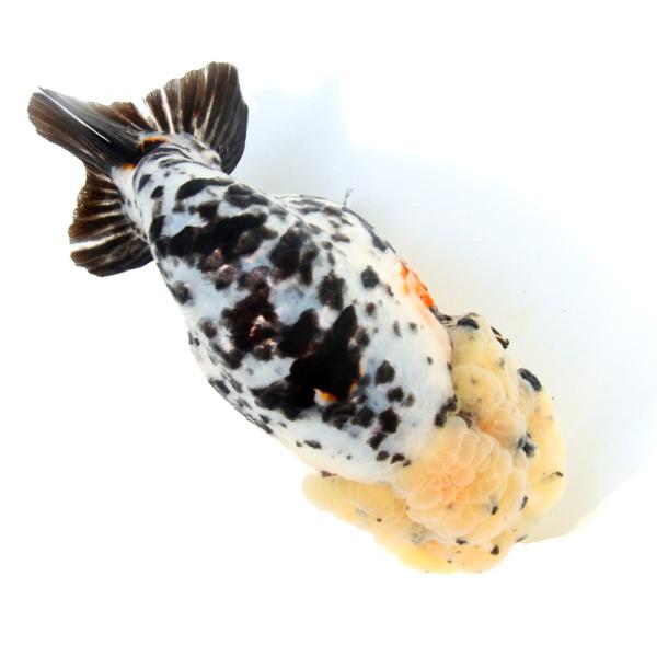 金魚）一点物 白黒らんちゅう 14cm±（中国産）（1匹） 北海道