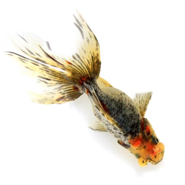 （金魚）一点物　花房東錦　１１ｃｍ±（中国産）