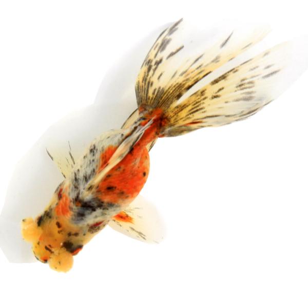 （金魚）一点物　花房東錦　１１ｃｍ±（中国産）