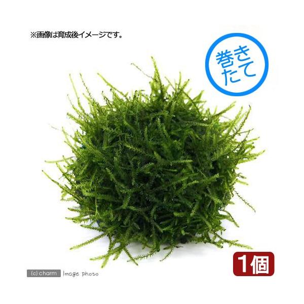 ijā@X[iEC[XjrTCYitji_jiPj