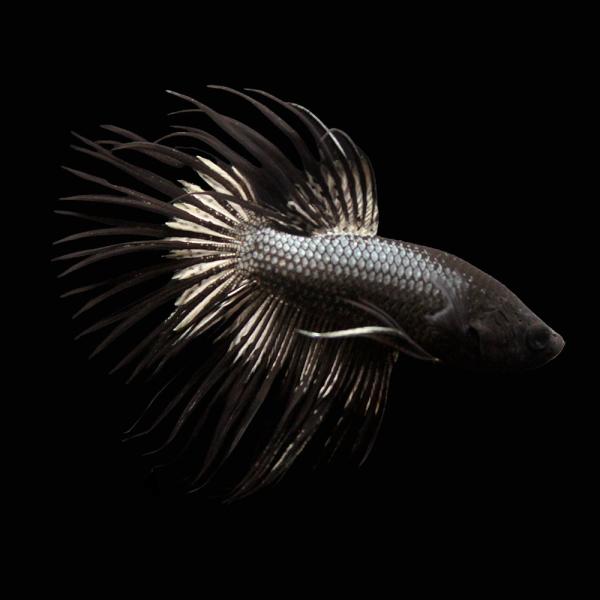 PF_SPQ　fish_database　熱帯魚・エビ他　ベタ・グラミー・アナバス　改良ベタ　クラウンテール　ベタ・クラウンテール　コッパーブラック　オス　Ｂｅｔｔａ　ｓｐｌｅｎｄｅｎｓ　ｖａｒ．　ベタ・グラミー　ベタ　beta_crown...