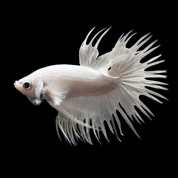 熱帯魚）ベタ・クラウンテール スーパーホワイト マーブル系 オス（1