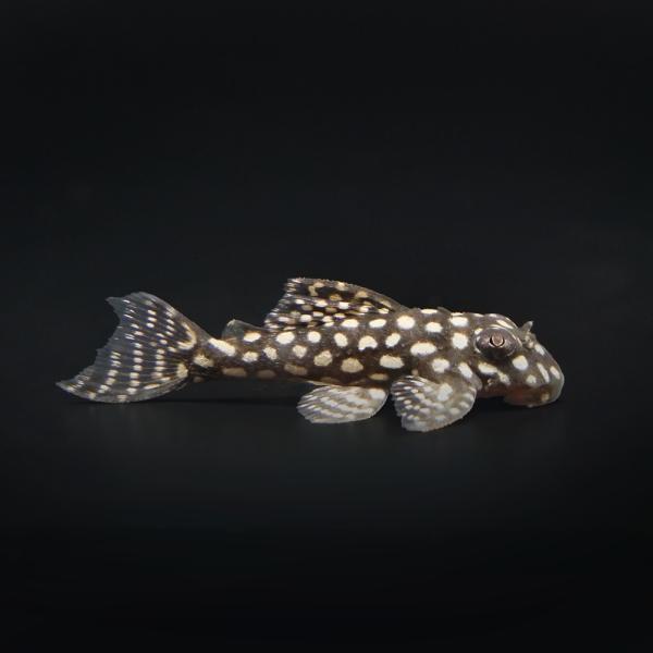 熱帯魚）一点物 スターダスト・クラウンプレコ L136c（ブリード 