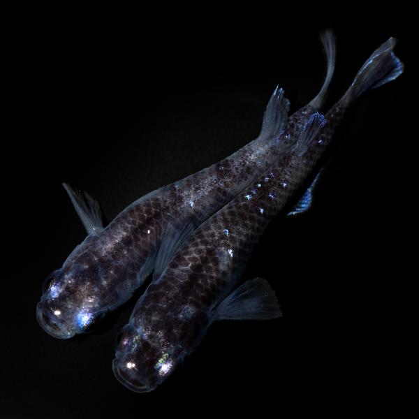 めだか）一点物 ブラックウルフメダカ 桃ちゃんメダカブリード（1ペア