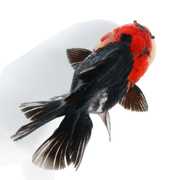 金魚）一点物 トリカラーオランダ獅子頭（インドネシア産）13cm