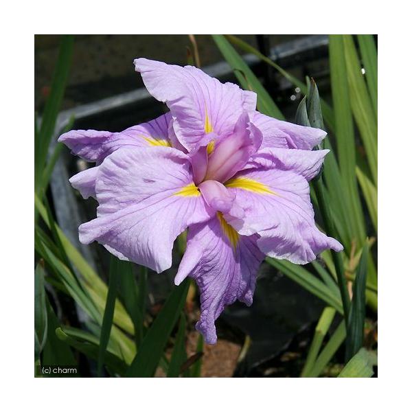 irIg[vjA@ԏҊ@ցi{coLjnZpԁiP|bgjixԁj