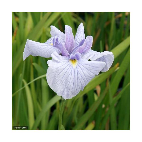 irIg[vjA@ԏҊ@iRUTKj]ˌnFOpԁiP|bgjixԁj