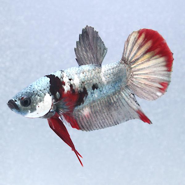 熱帯魚）一点物 ベタ・ハーフムーンプラカット アイアンマン オス（1