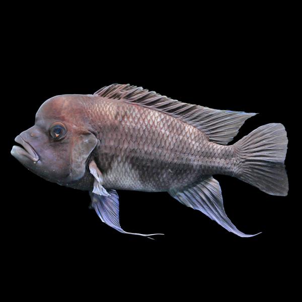 （熱帯魚）一点物 キフォティラピア・ギベローサ ブラックウィドウ 約２０〜２３ｃｍ（ブリード）（１匹） 北海道・九州航空便要保温