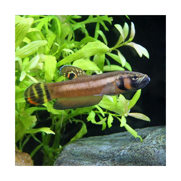 熱帯魚）ベタ・マクロストマ ブルネイ（ワイルド） オス（1匹