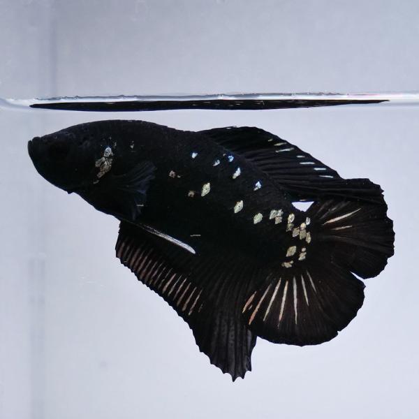 闘魚　ベタ　ｵｽﾒｽセット　♂ ダンボ(プラカット/キャンディ)　♀️ダブルテール　熱帯魚 ベタ 熱帯魚 生体 クラウンテールプラカット キャンディ オス ブルー系