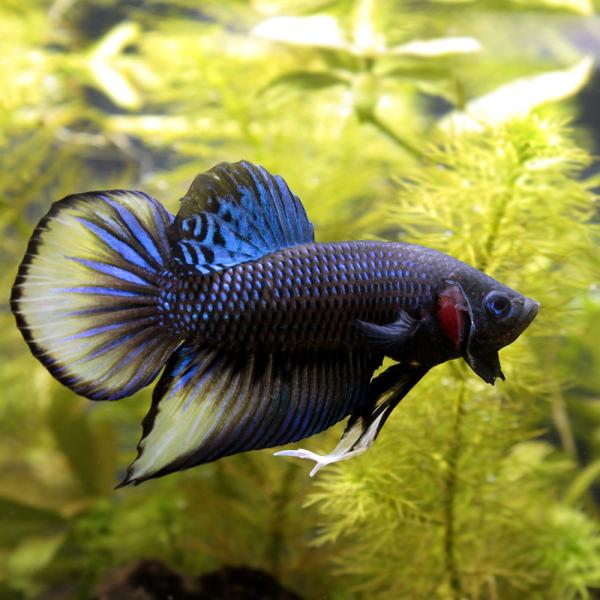 ベタ　インベリス　幼魚　5匹 ベタ “グリーンインベリス”【♂♀ペア】～動画更新しました！～ ベタ