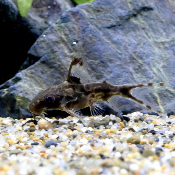 入荷未定）（熱帯魚）シノドンティス プレウロプス（ワイルド）（1匹 