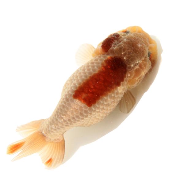 中国美術 寿山石 彫刻 らんちゅ 金魚 置物(A648) 中国古美術 唐物 寿山石 細密彫刻像 金魚置物 高さ19.5cm 【公式通販】