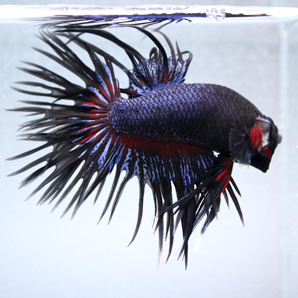 熱帯魚）一点物 ベタ クラウンテール レッドオーキッド オス（1匹