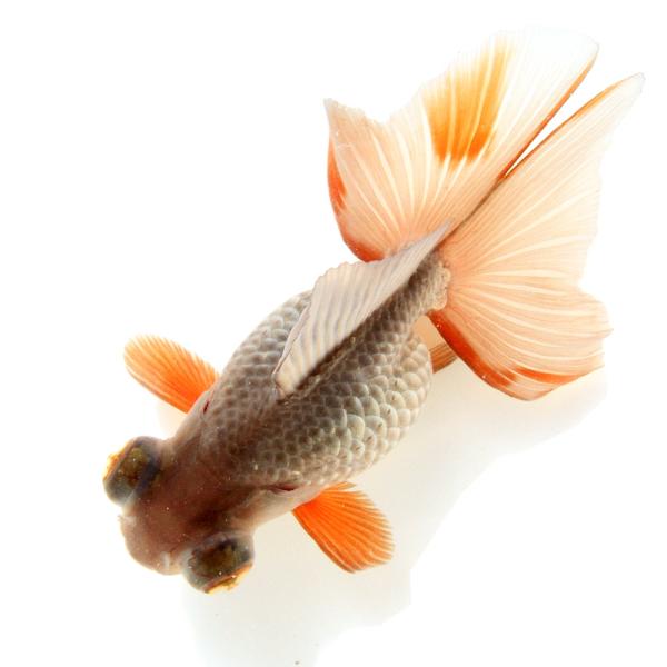 金魚）一点物 メノウ蝶尾／瑪瑙蝶尾（中国産）12cm±（1匹