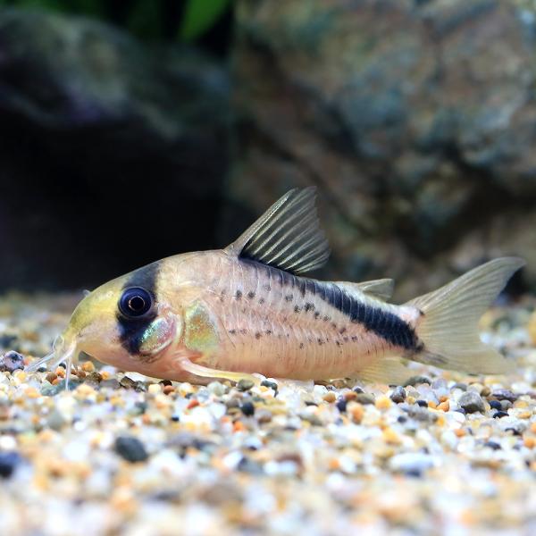 （熱帯魚）コリドラス・ショートノーズメガメタエ（ワイルド）（１匹） 北海道航空便要保温
