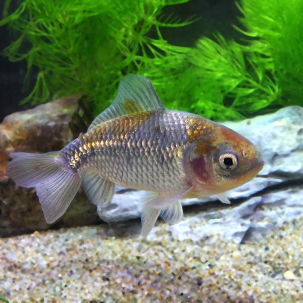 （国産金魚）青紅葉和金　三つ尾〜四つ尾（１匹）