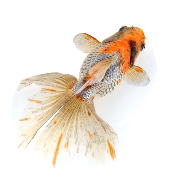 （国産金魚）一点物　銀鱗五色琉金　１５ｃｍ±（１匹）　北海道航空便要保温