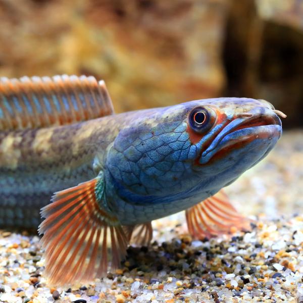 （熱帯魚）アイズファイアー・スネークヘッド Ｍサイズ（１０〜１５ｃｍ）（１匹）