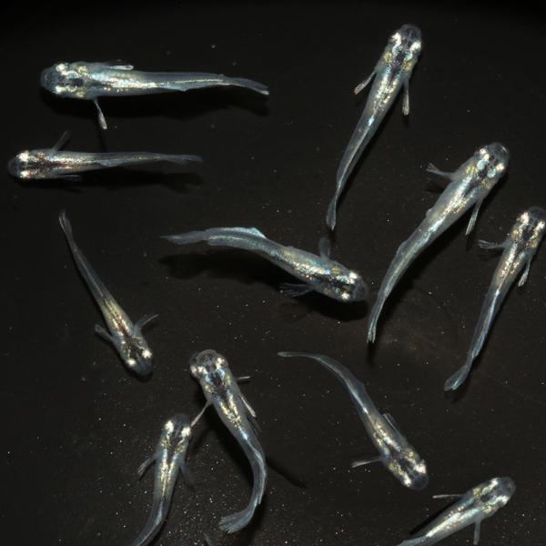 ラメ王　若魚10匹　無選別 めだか）無選別 エルサメダカ 稚魚（10匹） : チャーム charm ヤフー