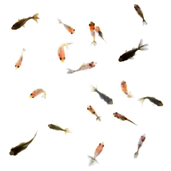 国産金魚）水泡眼 オタマ金魚ミックス 当歳（5匹） : チャーム charm