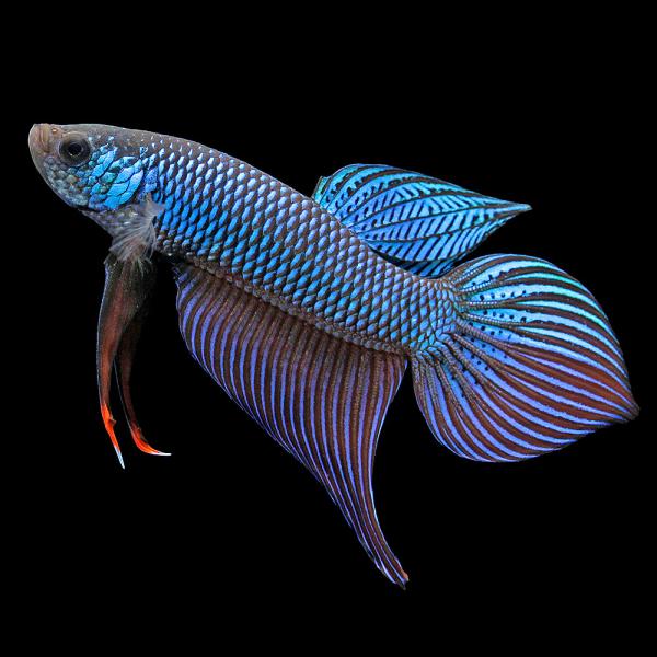 ベタ　インベリス　幼魚　5匹 熱帯魚）一点物 ベタ インベリス×マハチャイ オス（1匹） 北海道