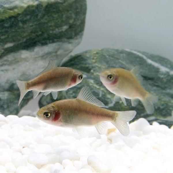 （淡水魚）フナ　透明鱗　６〜９ｃｍ（１匹）