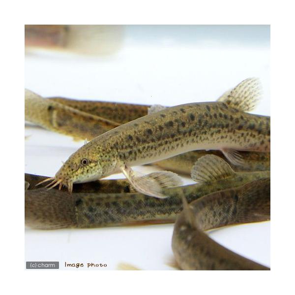 淡水魚 川魚生体 ランキングtop16 人気売れ筋ランキング Yahoo ショッピング