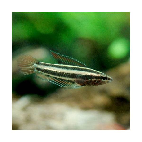 （熱帯魚）リコリス・スマトラヌス（３匹）