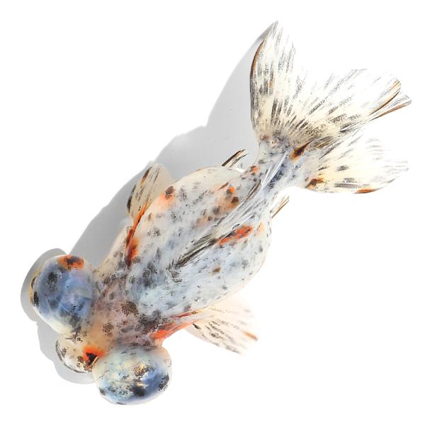 （国産金魚）一点物　キャリコ出目金　１１ｃｍ±（１匹）