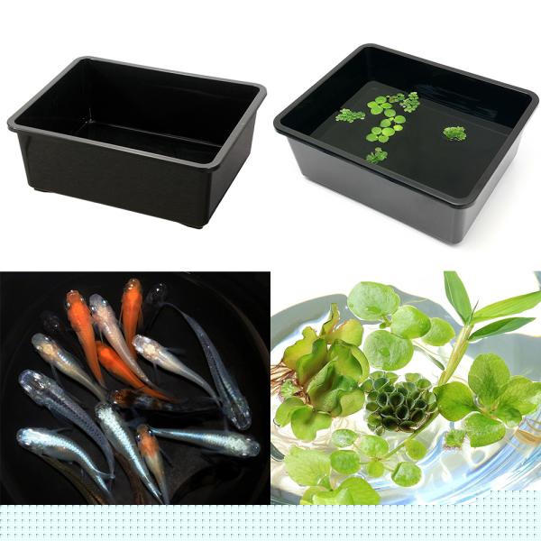 （浮草）鈴木製作所　角型タライ　フラット　黒　おまかせ浮き草３種＋メダカミックス６匹付　本州四国限定