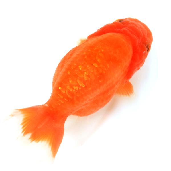 （国産金魚）一点物　紅葉らんちゅう　薩摩産　１１ｃｍ±（１匹）