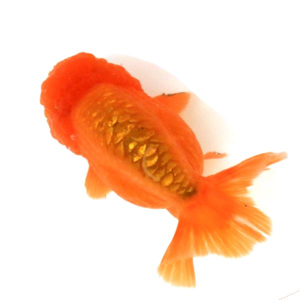 （国産金魚）一点物　紅葉らんちゅう　薩摩産　１１ｃｍ±（１匹）