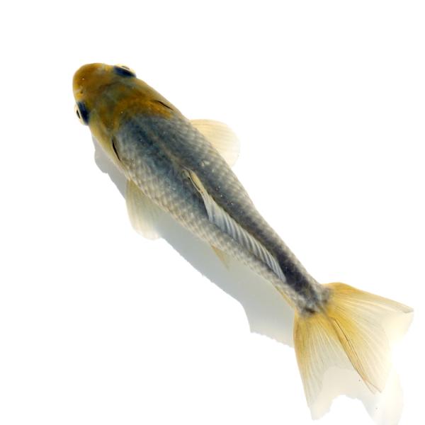 （国産金魚）一点物　青紅葉和金　１２ｃｍ±（１匹）