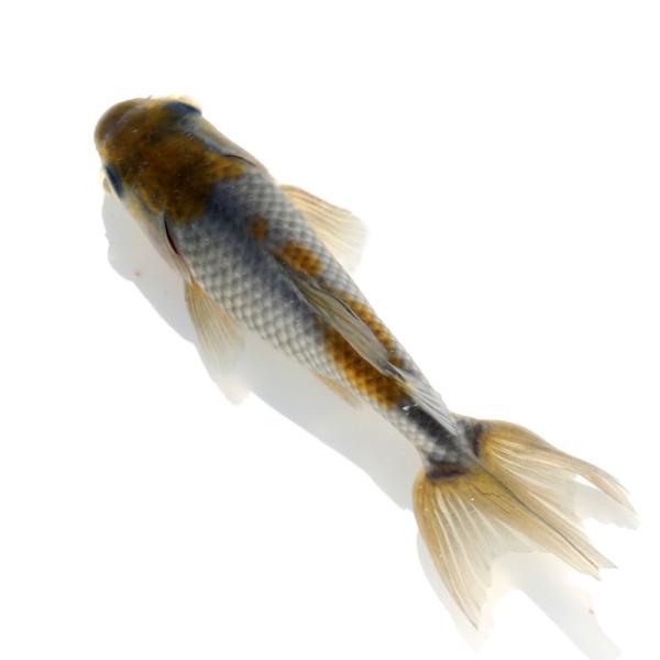（国産金魚）一点物　青紅葉和金　１１ｃｍ±（１匹）