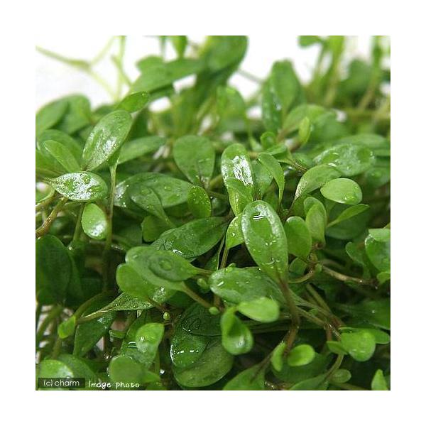 ijOb\XeBO}itji_jiTpbNj@kCEBq֗vۉ