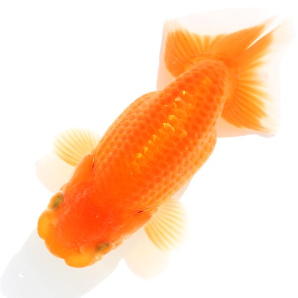 （国産金魚）一点物　らんちゅう　１１ｃｍ±（１匹）