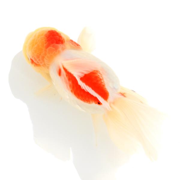 （国産金魚）一点物　オランダ獅子頭ベールテール　薩摩産　１３ｃｍ±（１匹）
