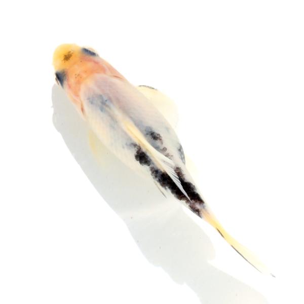（国産金魚）一点物　変わり柄和金　フナ尾　１０ｃｍ±（１匹）