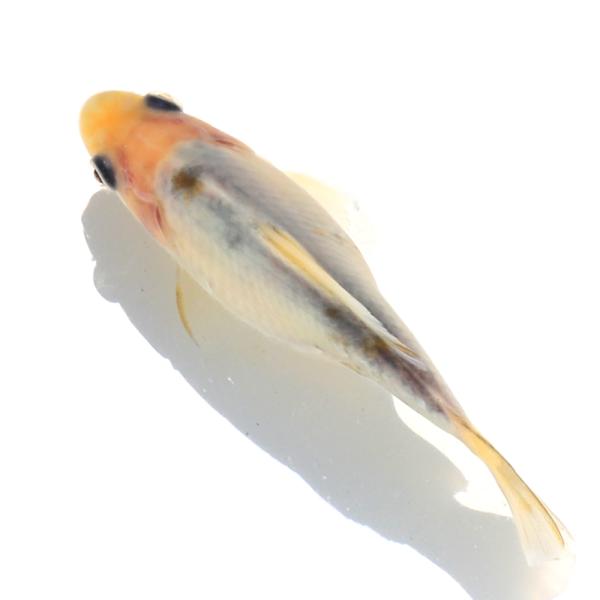 （国産金魚）一点物　変わり柄和金　フナ尾　１２ｃｍ±（１匹）